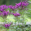 100 MISSOURI IRONWEED Monarch Flower Native Purple Vernonia Missurica Seeds