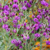 100 MISSOURI IRONWEED Monarch Flower Native Purple Vernonia Missurica Seeds