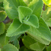 Cuban Oregano (Plectranthus amboinicus)