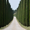 20 MEDITERRANEAN CYPRESS TREE Italian Pencil Pine Cedar Cupressus Sempervirens Stricta Seeds