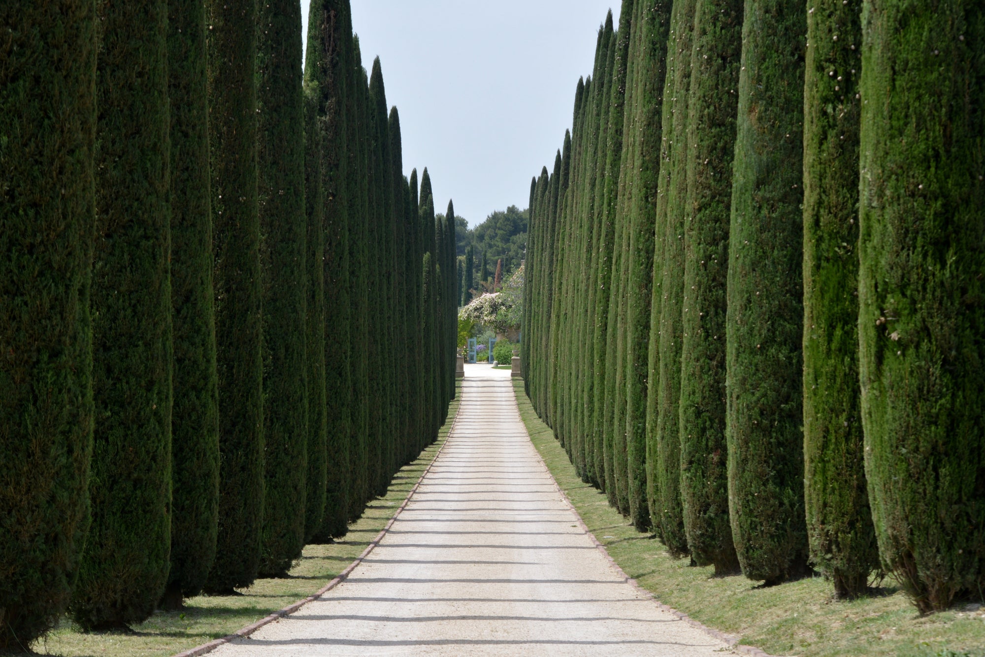 20 MEDITERRANEAN CYPRESS TREE Italian Pencil Pine Cedar Cupressus Sempervirens Stricta Seeds