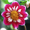 50 MIXED COLLARETTE DAHLIA Variabilis Two Tone Mix of Red Pink Purple White Yellow Maroon Peach Flower Seeds