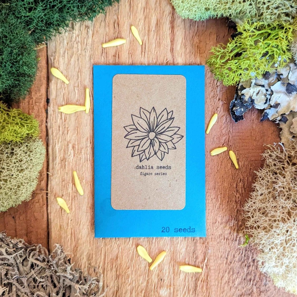 Dahlia Seeds – photo 2