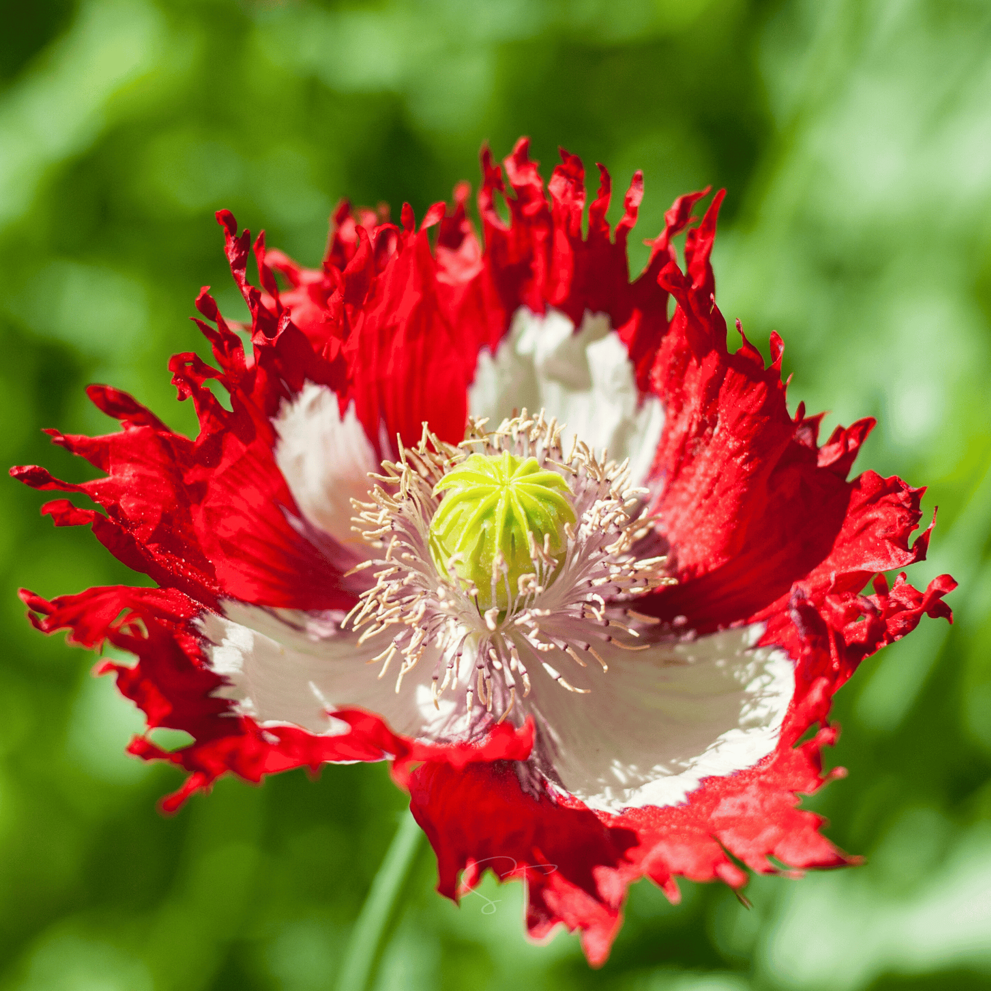 Danish Flag Poppy – 100 Seeds