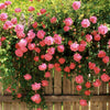 5 PINK CLIMBING ROSE Rosa Bush Vine Climber Fragrant Butterfly Flower Seeds