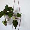 Diamond Eye Wall Planter