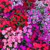 550 MAIDEN PINKS Mixed Colors Dianthus Deltoides Flower Seeds