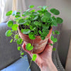 Dichondra Seeds – photo 4