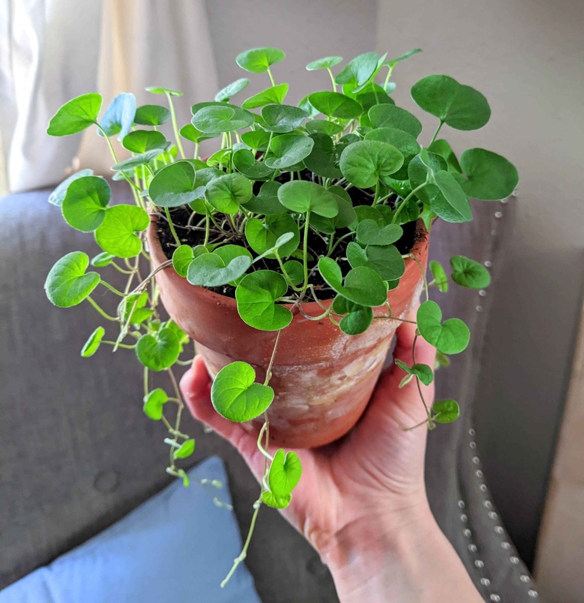 Dichondra Seeds – photo 4