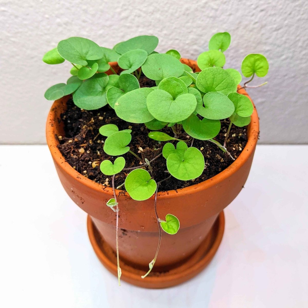 Dichondra Seeds – photo 5