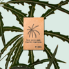 Dizygotheca elegantissima 'False Aralia' Seeds