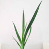 Dracaena Draco 'Dragon Tree' Seeds