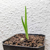 Dracaena Draco 'Dragon Tree' Seeds