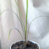 Dracaena Indivisa 'Spike' Seeds