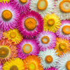 Tall Double Mixed Colors Strawflower Helichrysum Monstrosum Flower Seeds – photo 3