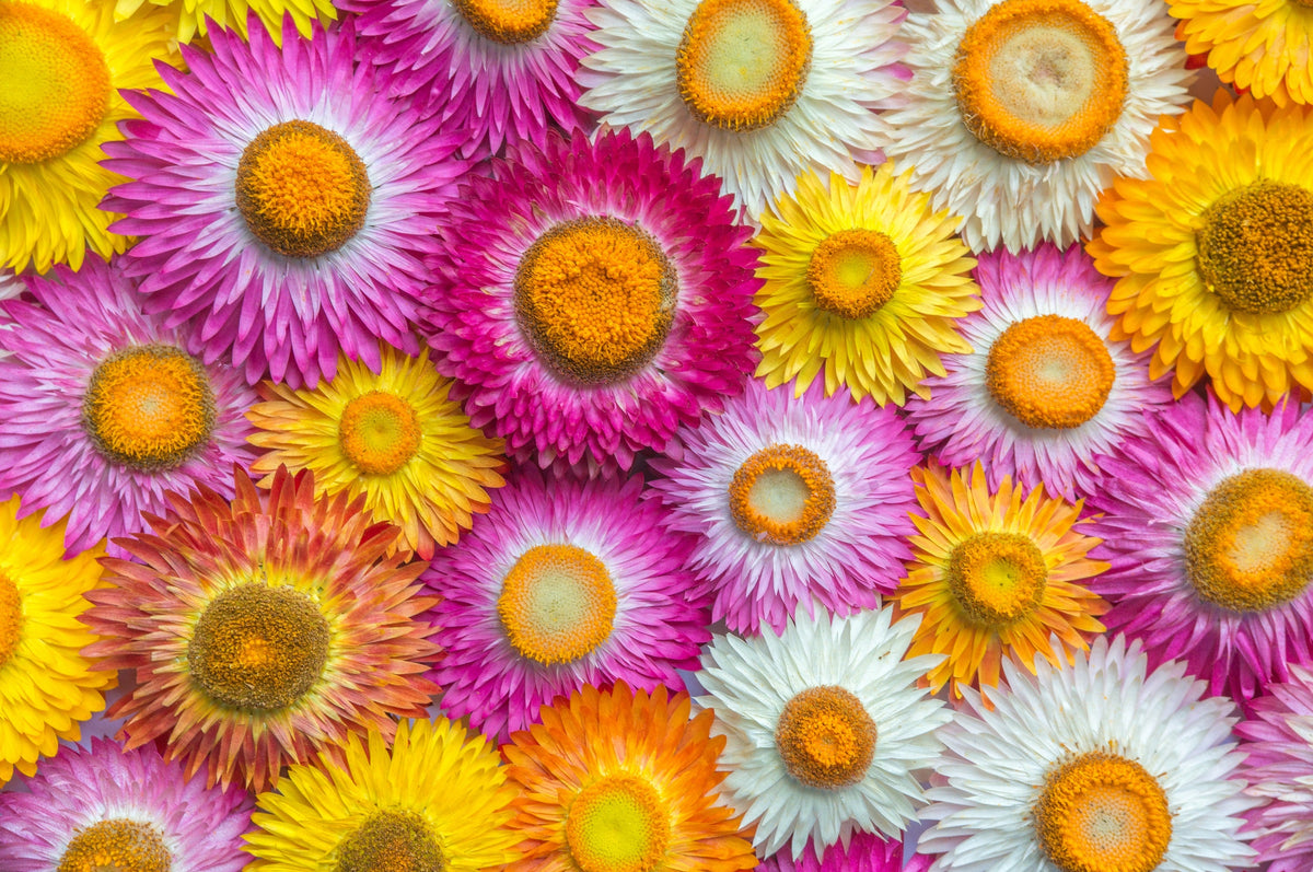 Tall Double Mixed Colors Strawflower Helichrysum Monstrosum Flower Seeds – photo 3