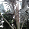 5 SILVER SAW PALMETTO Serenoa Repens American Dwarf Palm Tree Shrub Edible Fruit Sun or Shade Seeds