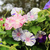 40 CARNEVALE di VENEZIA MORNING GLORY Pink & Purple with White Stripes Ipomoea Purpurea Flower Vine Seeds