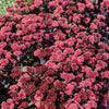 150 MIXED SEDUM Stonecrop Succulent Groundcover Red White Yellow Pink Purple Flower Seeds