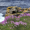 50 SEA THRIFT Armeria Maritima California Sea Pink Cliff Rose Cushion Pink Lavender Native Maritime Flower Seeds