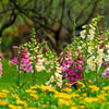 Seeds Mixed Foxglove Seeds – Digitalis Purpurea Flower – photo 9