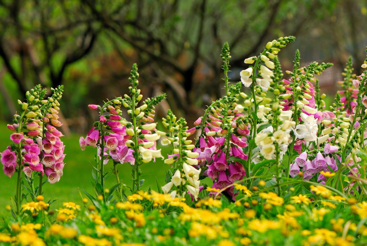 Seeds Mixed Foxglove Seeds – Digitalis Purpurea Flower – photo 9