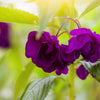 100 Mixed Colors DOUBLE CAMELLIA IMPATIENS (Balsam / Lady Slipper / Touch Me Not) Impatiens Balsamina Flower Seeds