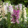 Dwarf Foxy Mix Foxglove Seeds – Digitalis Purpurea Flower