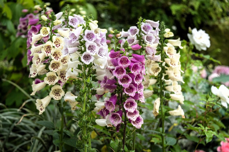 Dwarf Foxy Mix Foxglove Seeds – Digitalis Purpurea Flower