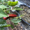 60 RED MARCONI PEPPER Rossa Large Sweet Italian Frying Capsicum Annuum Seeds