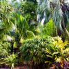 5 BAMBOO PALM Chamaedorea Seifrizii Reed or Parlor Palm Tree Sun Shade Houseplant Seeds