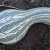 30 Green Striped CUSHAW SQUASH PUMPKIN (Tennessee Sweet Potato Squash) Cucurbita Mixta Vegetable Seeds