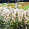 10 SILVER MAIDEN GRASS Miscanthus Sinensis Japanese Pampas Perennial Flower Seeds