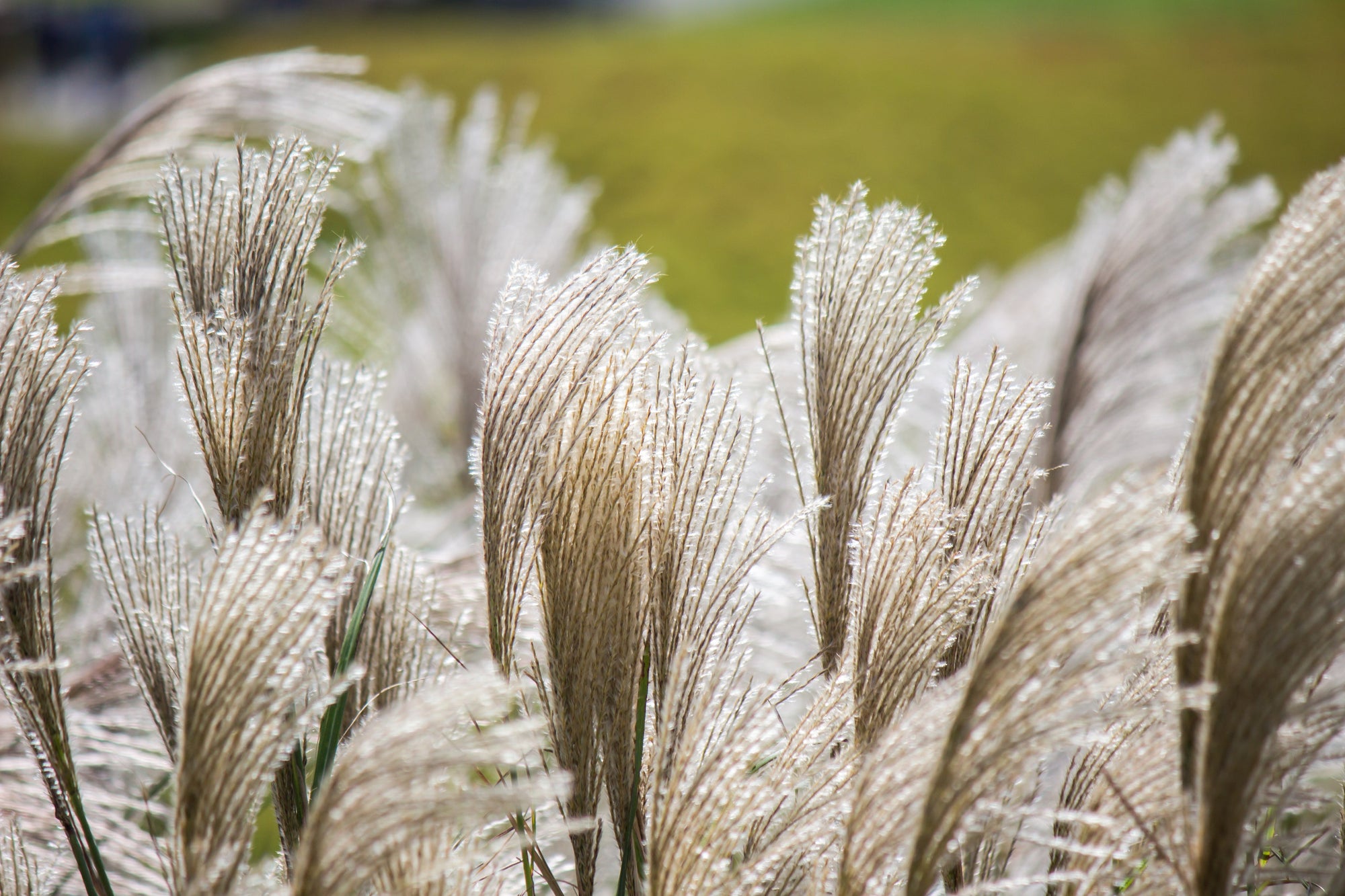 10 SILVER MAIDEN GRASS Miscanthus Sinensis Japanese Pampas Perennial Flower Seeds