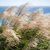 10 SILVER MAIDEN GRASS Miscanthus Sinensis Japanese Pampas Perennial Flower Seeds
