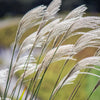 10 SILVER MAIDEN GRASS Miscanthus Sinensis Japanese Pampas Perennial Flower Seeds