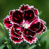 50 VELVET N LACE DIANTHUS Chinensis Black & White Flower Seeds