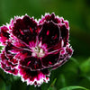 50 VELVET N LACE DIANTHUS Chinensis Black & White Flower Seeds