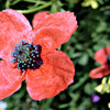 50 Scarlet PRICKLYHEAD POPPY Papaver Argemone Roemeria Long Prickly Poppy Red Black Blue Flower Seeds
