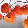 100 CHINESE LANTERN (Winter or Ground Cherry / Japanese Lantern) Physalis Alkekengi Flower Seeds