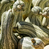 Green Striped Cushaw Squash Pumpkin Seeds – (Tennessee Sweet Potato Squash) Cucurbita Mixta Vegetable