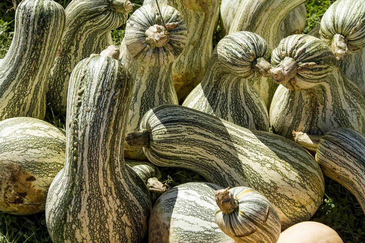 Green Striped Cushaw Squash Pumpkin Seeds – (Tennessee Sweet Potato Squash) Cucurbita Mixta Vegetable