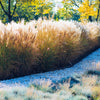 10 SILVER MAIDEN GRASS Miscanthus Sinensis Japanese Pampas Perennial Flower Seeds