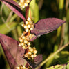 100 CINNAMON WILLOWHERB Eastern Purpleleaf Epilobium Coloratum Flower Seeds