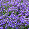 50 BROWALLIA Americana Amethyst Flower Bush Violet Blue Purple Flower Seeds