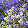 50 BROWALLIA Americana Amethyst Flower Bush Violet Blue Purple Flower Seeds