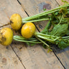 1000 GOLDEN BALL TURNIP Heirloom Yellow Brassica Rapa Root Vegetable Seeds