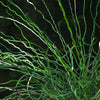 10 CORKSCREW RUSH Spiral Grass Juncus Effusus Spiralis Wetland Pond Seeds