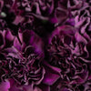 50 BLACK CARNATION King of Blacks Dianthus Caryophyllus Grenadin Double Flower Seeds