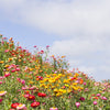 Tall Double Mixed Colors Strawflower Helichrysum Monstrosum Flower Seeds – photo 9